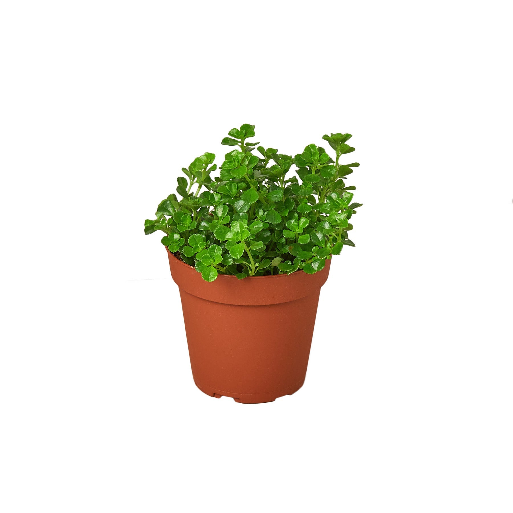 Nettle 'Baby's Tear' - Holiday Corner
