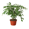 Ficus 'Breeze' - 6" Pot - Holiday Corner