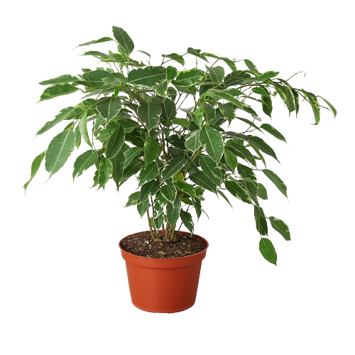 Ficus 'Breeze' - 6" Pot - Holiday Corner