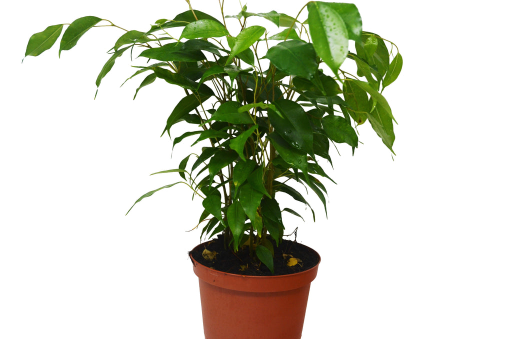 Ficus 'Benjamina' - 6" Pot - Holiday Corner