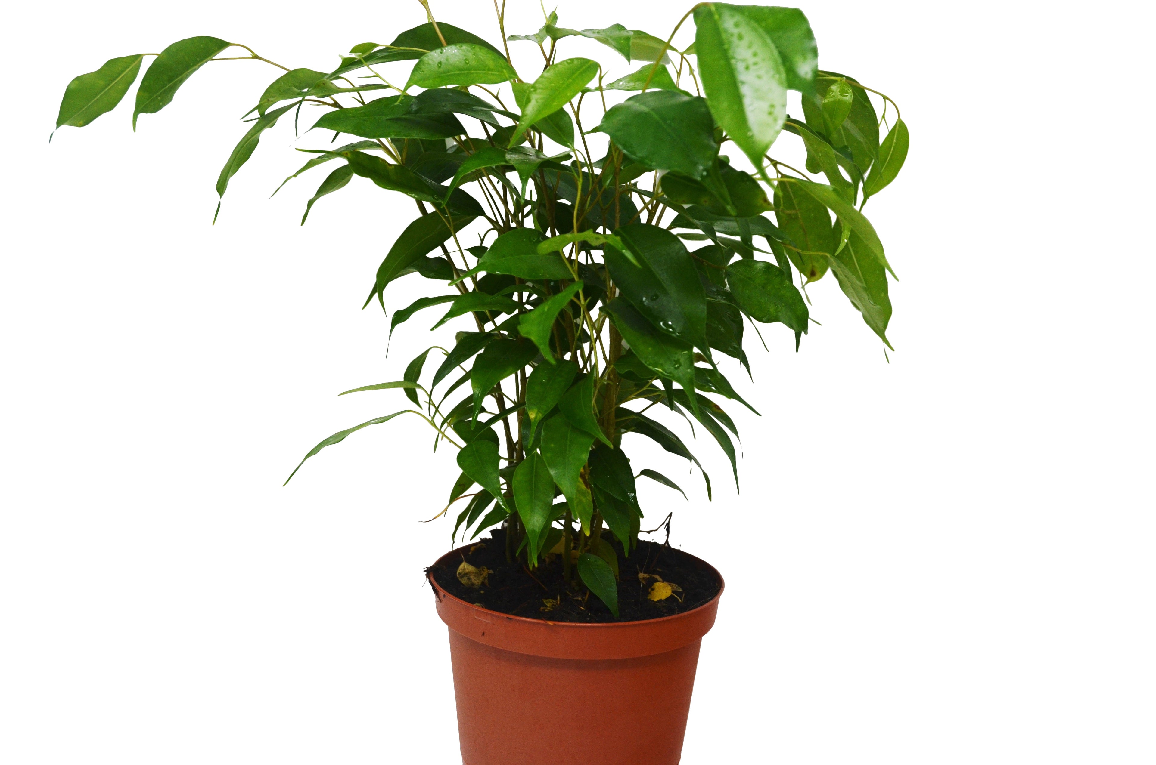 Ficus 'Benjamina' - 6" Pot - Holiday Corner