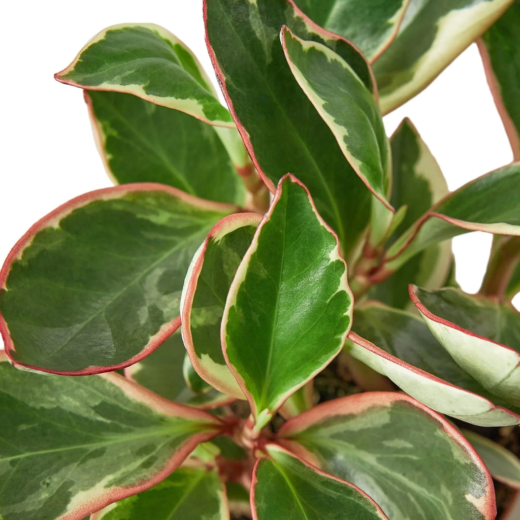 Peperomia 'Ginny' - Holiday Corner