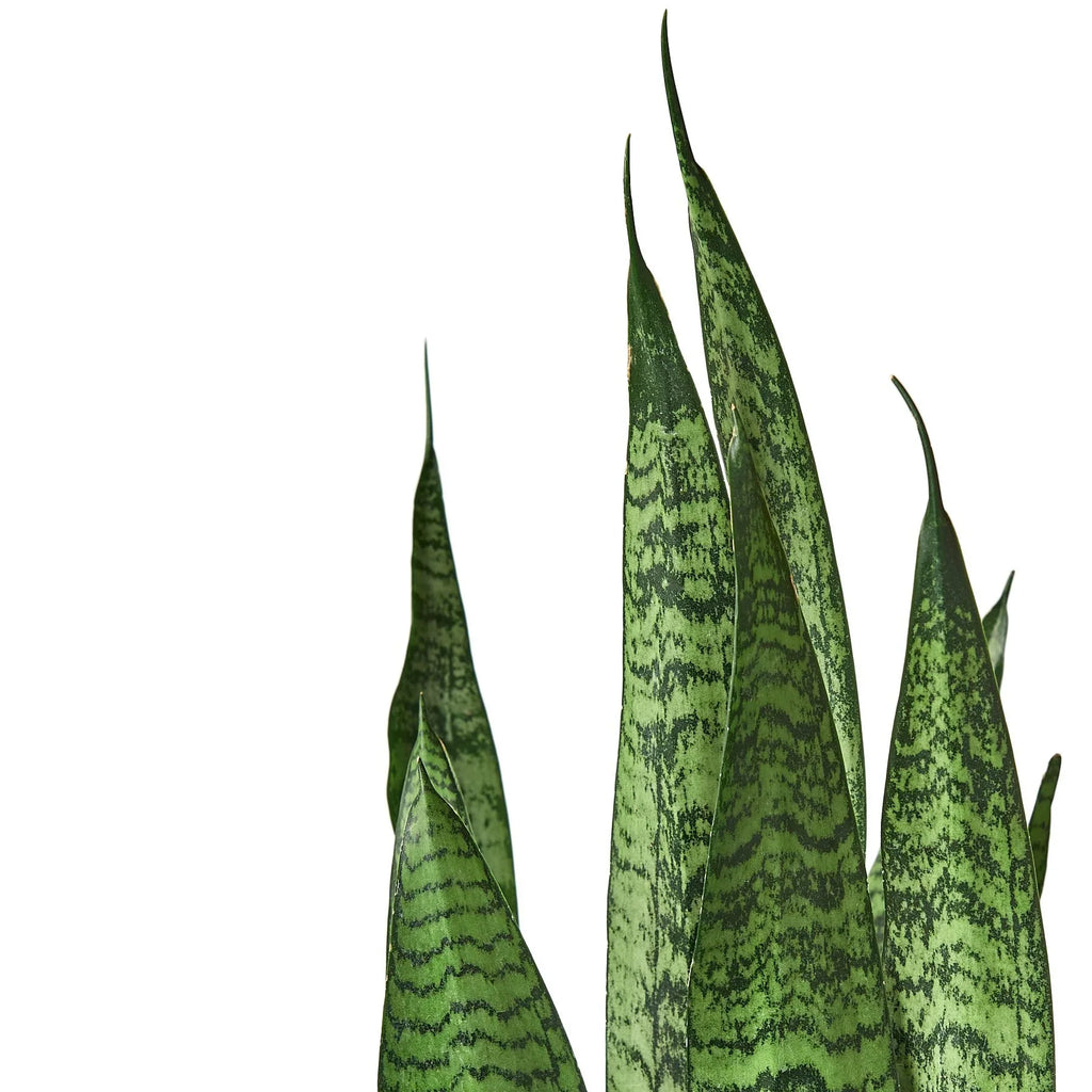 Snake Plant 'Zeylanica' - Holiday Corner