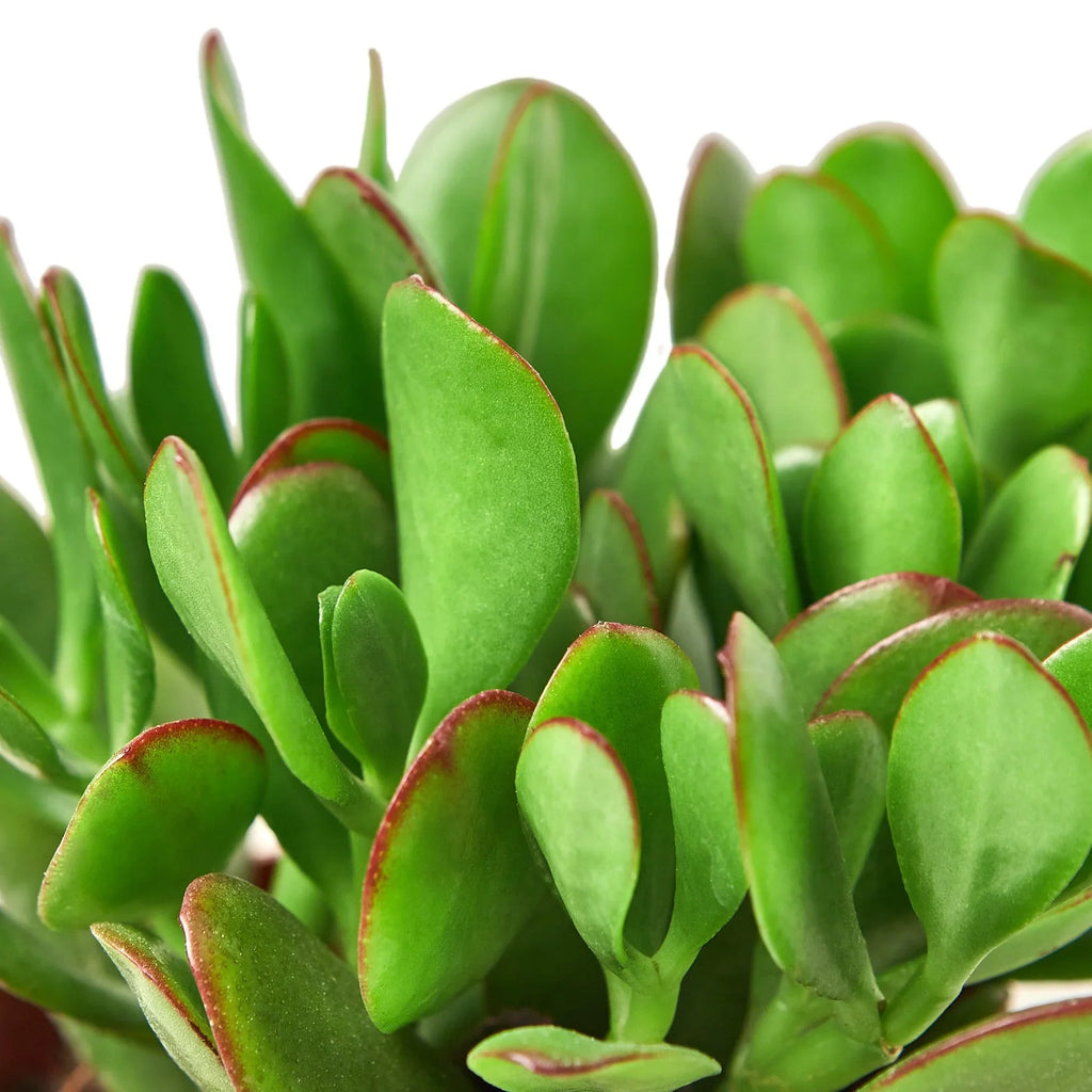 Succulent Crassula 'Jade' - Holiday Corner