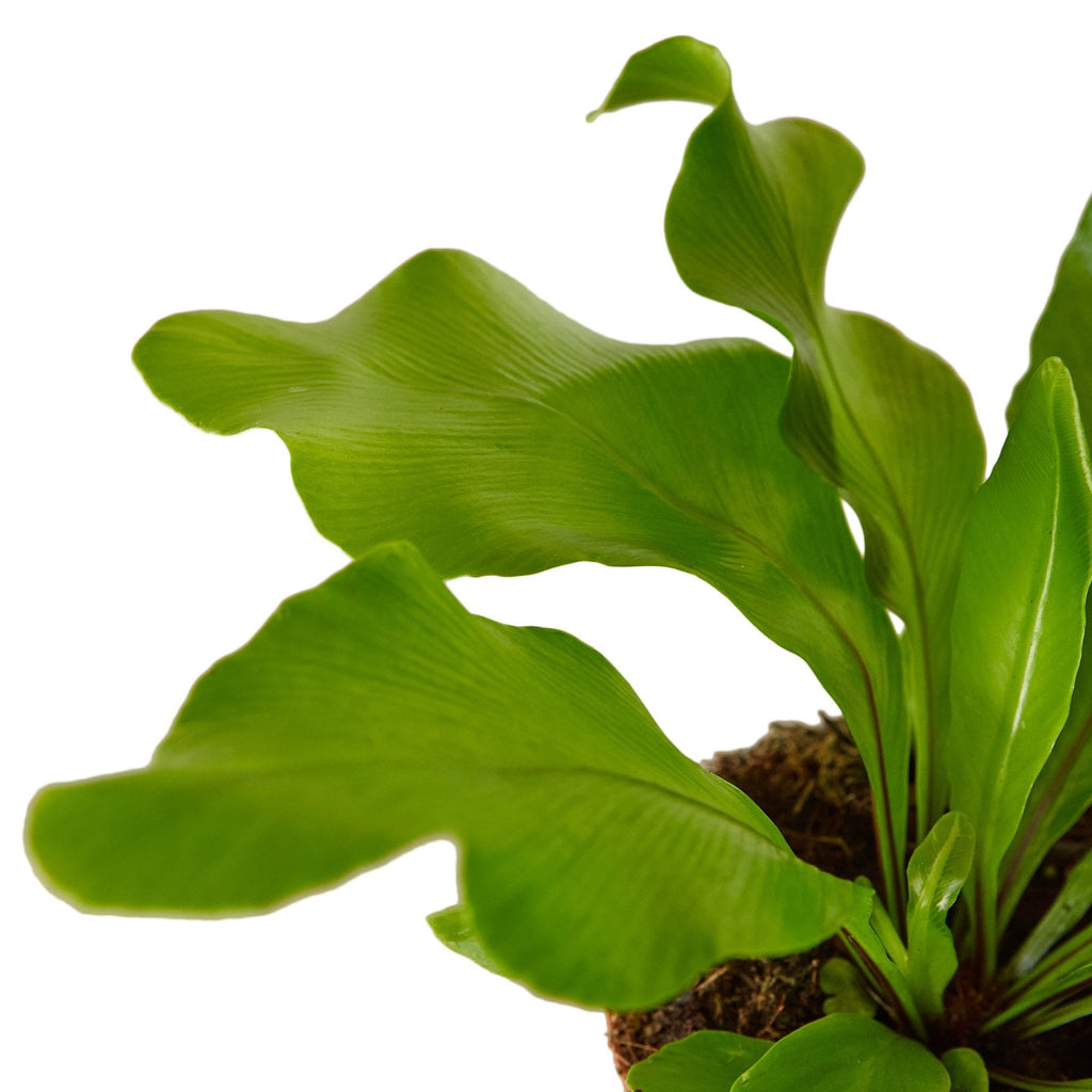 Bird's Nest 'Nidus' Fern - Holiday Corner