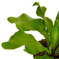 Bird's Nest 'Nidus' Fern - Holiday Corner