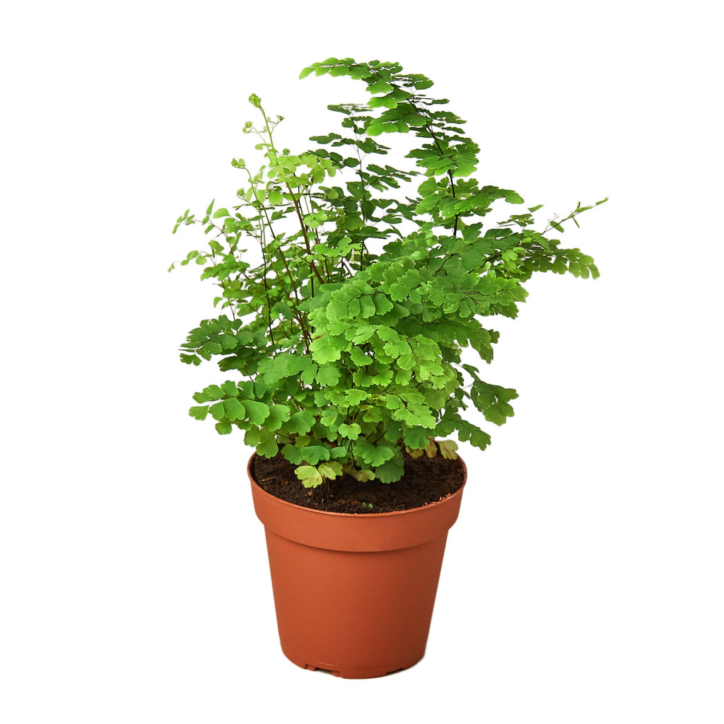 Maidenhair Fern - Holiday Corner