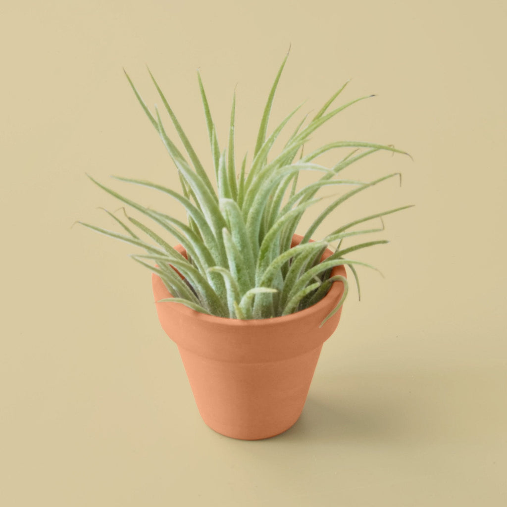 Ionantha Guatemala Tillandsia Air Plant with Terra Cotta - Holiday Corner