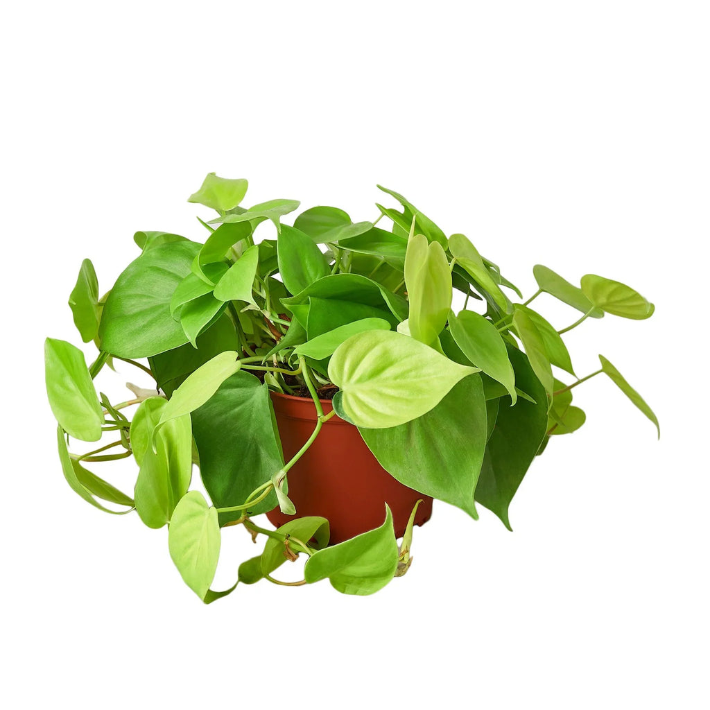 Philodendron 'Neon' - Holiday Corner