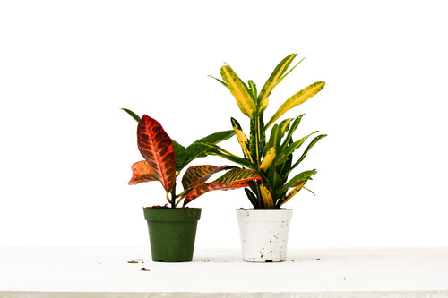 2 Croton Variety Pack - 4" Pot - Holiday Corner