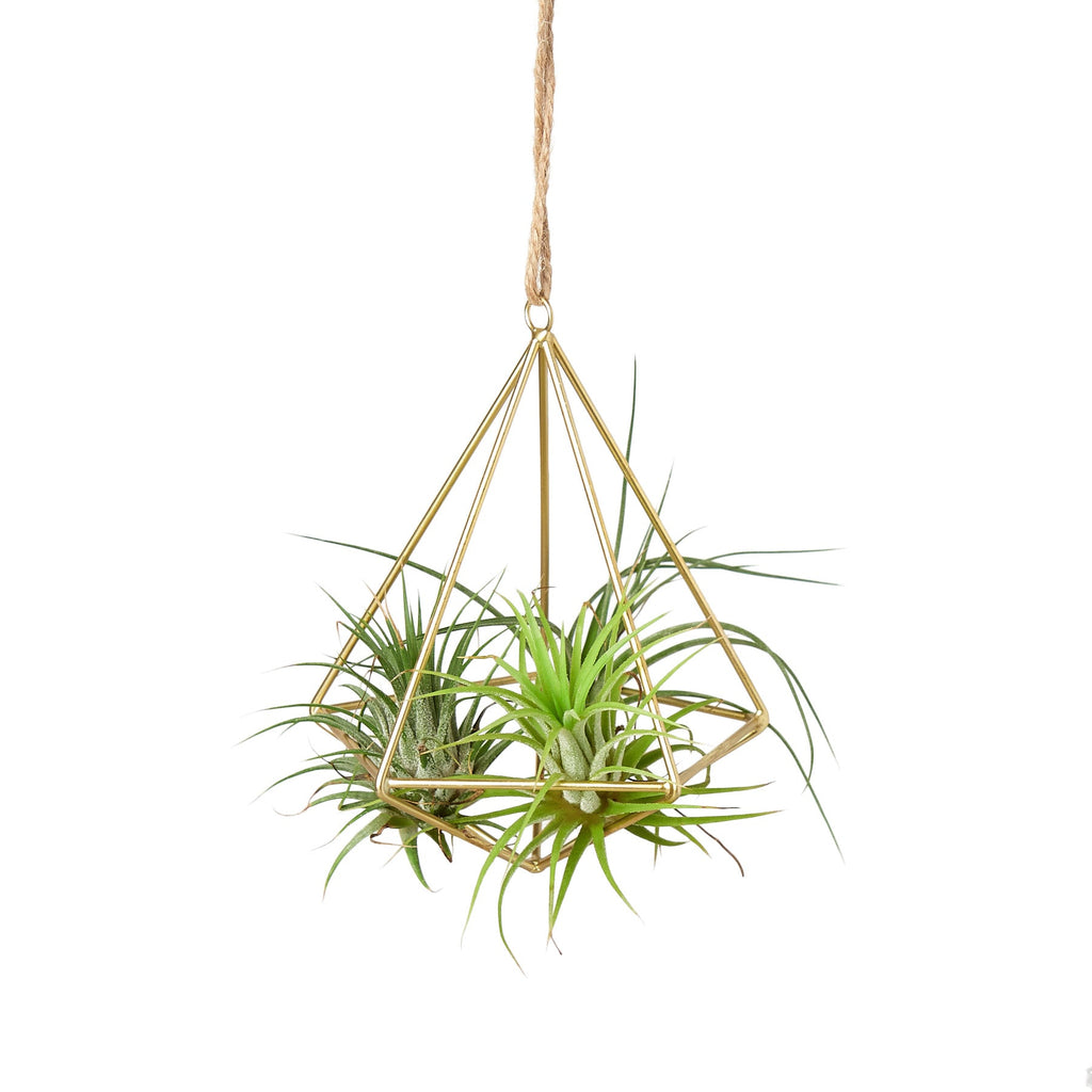 Air Plant Display Hanger - Brass - Holiday Corner