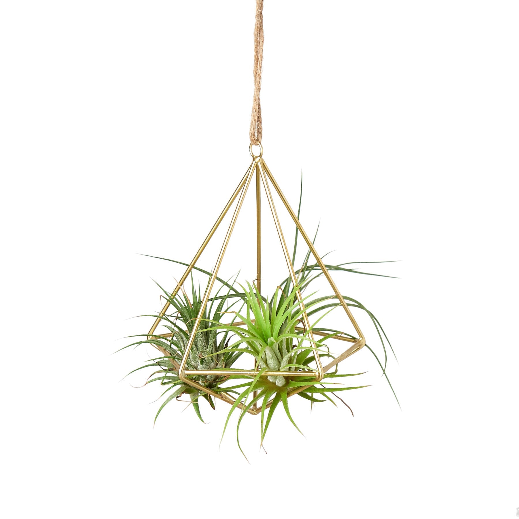 Air Plant Display Hanger - Brass - Holiday Corner