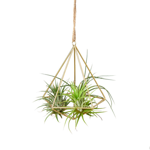 Air Plant Display Hanger - Brass - Holiday Corner
