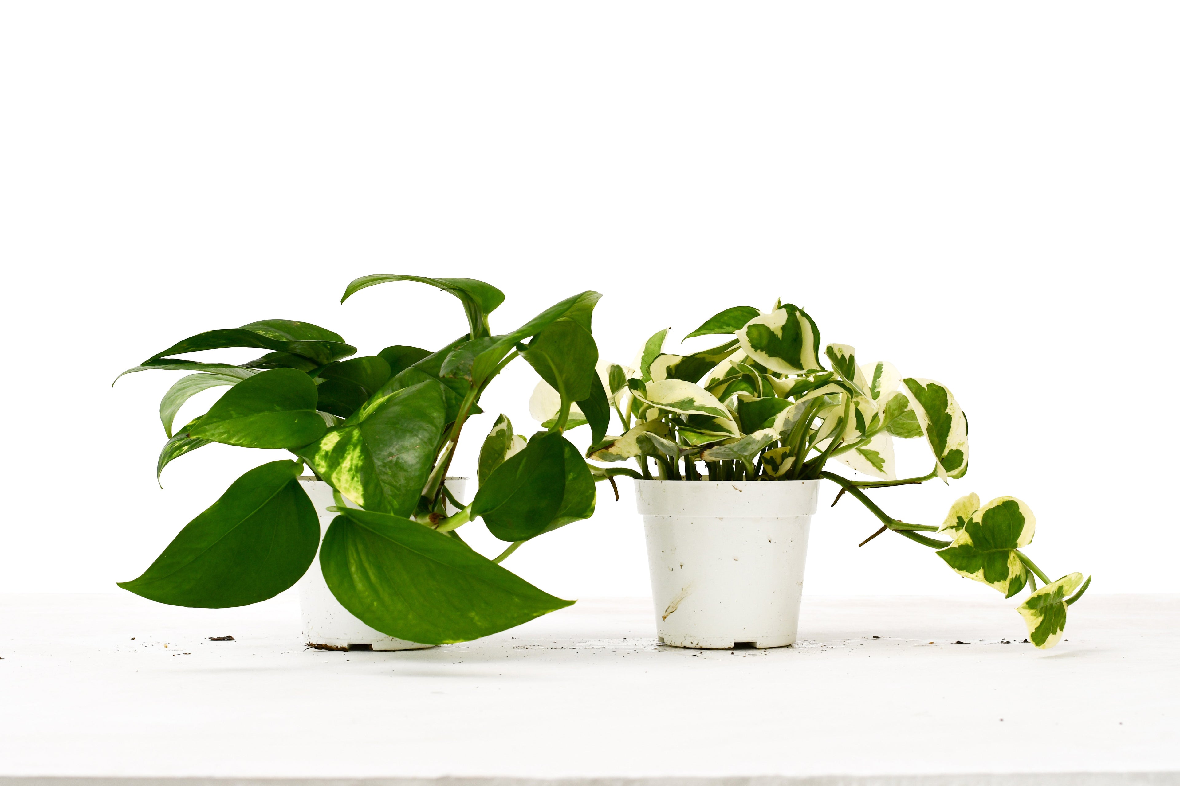 2 Pothos Variety Pack - 4" Pot - Holiday Corner