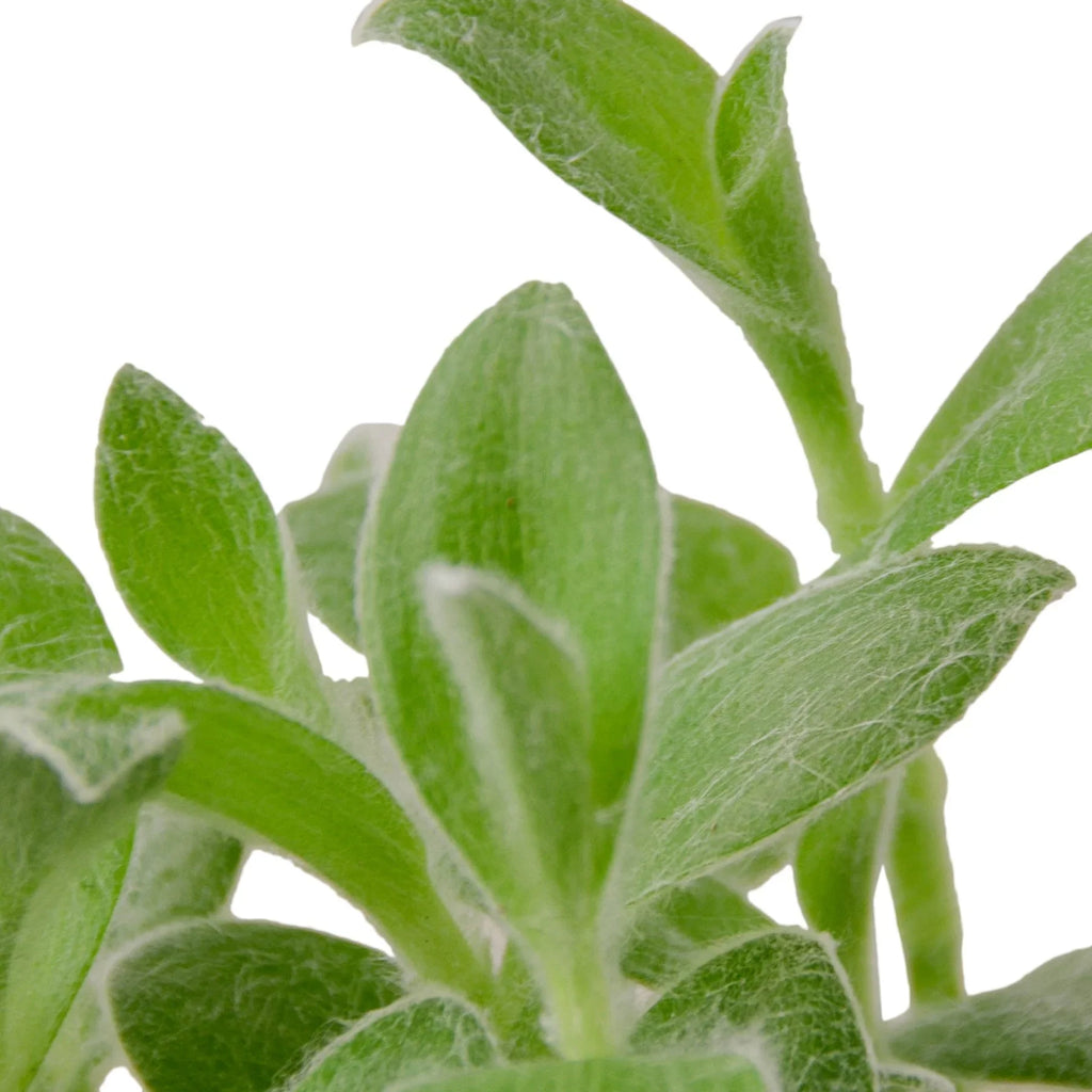 Tradescantia White Velvet - Holiday Corner