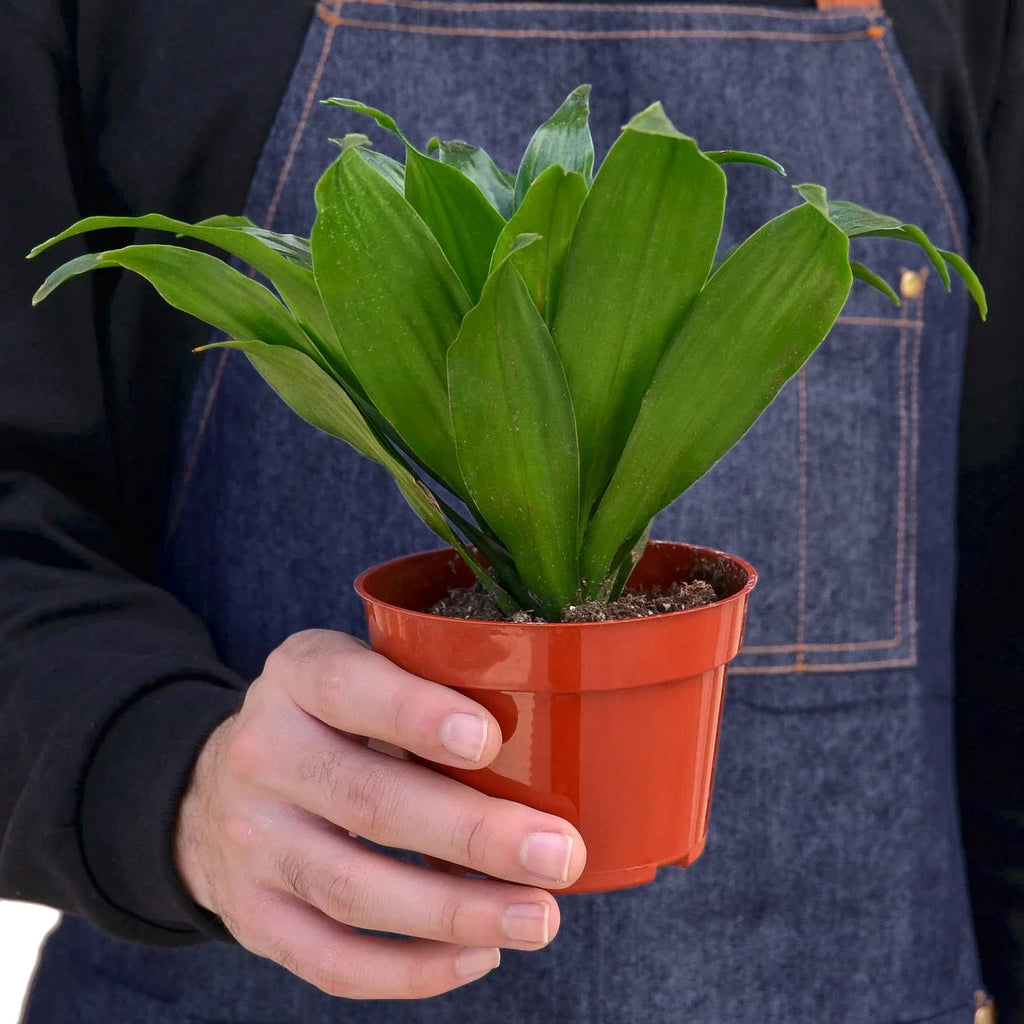Dracaena 'Janet Craig' - Holiday Corner
