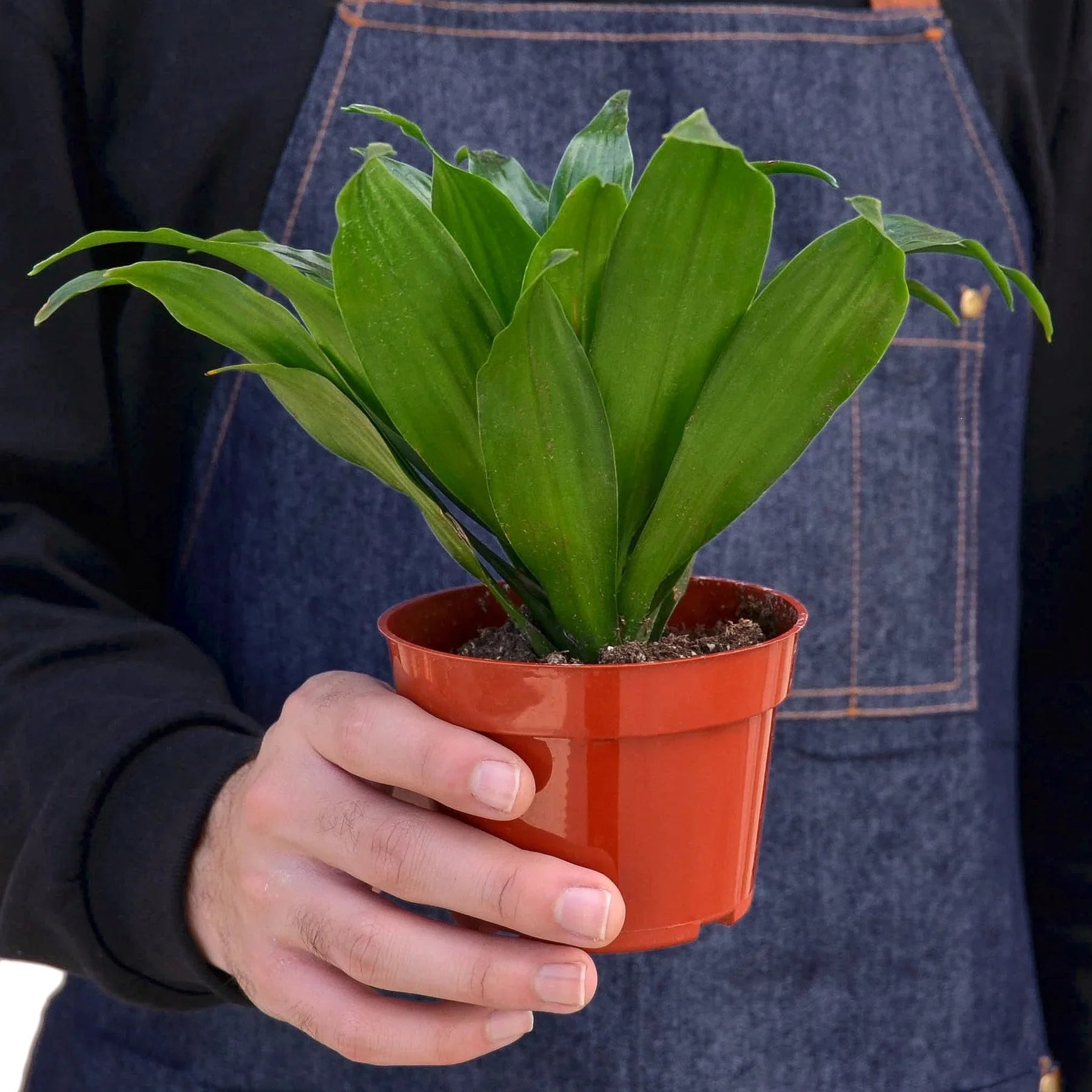 Dracaena 'Janet Craig' - Holiday Corner