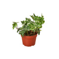 English Ivy 'Kolibre' - Holiday Corner