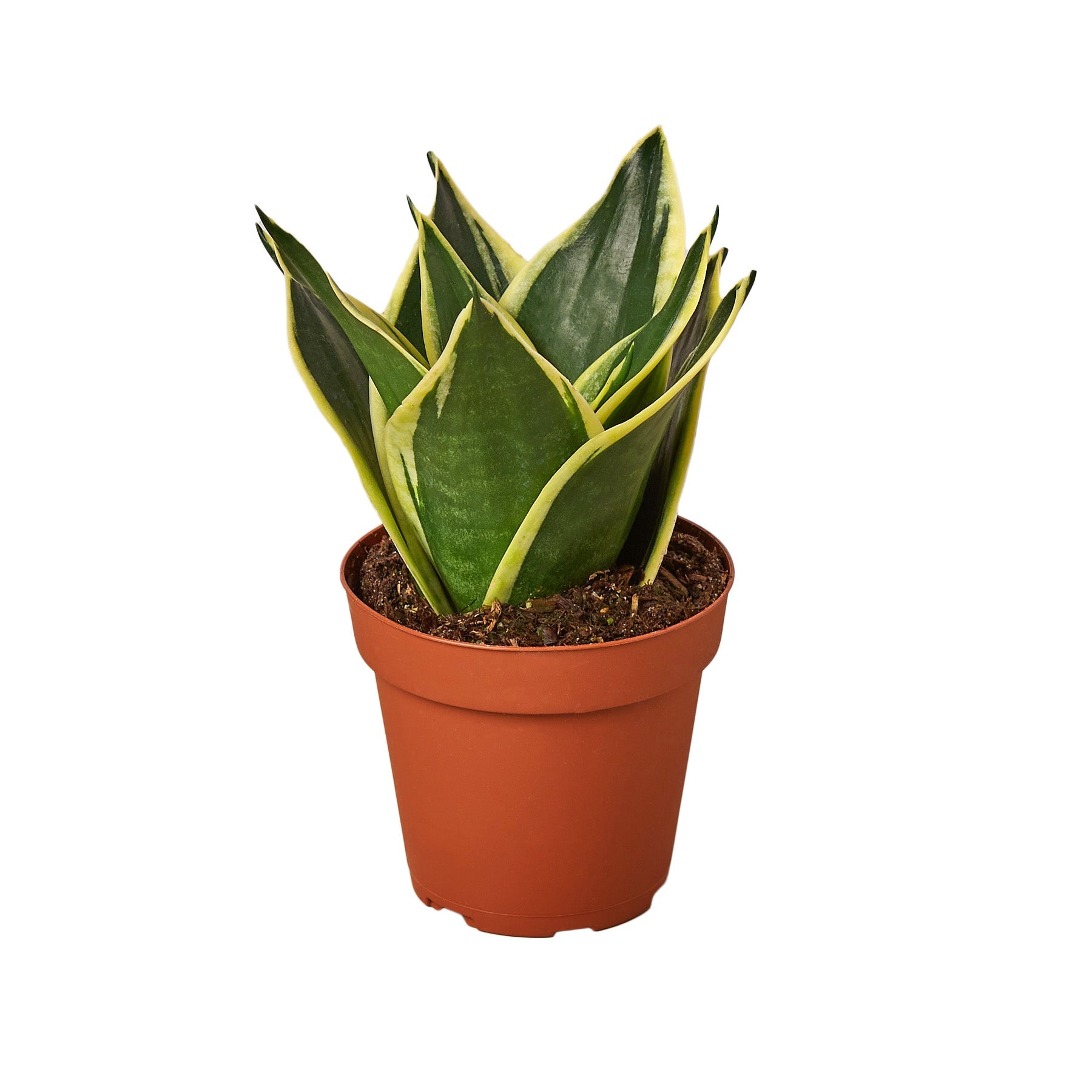 Snake Plant Black Gold - Holiday Corner
