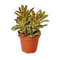 Kalanchoe Tomentosa 'Chocolate Soldier' Succulent - 4" Pot - Holiday Corner