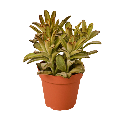 Kalanchoe Tomentosa 'Chocolate Soldier' Succulent - 4" Pot - Holiday Corner