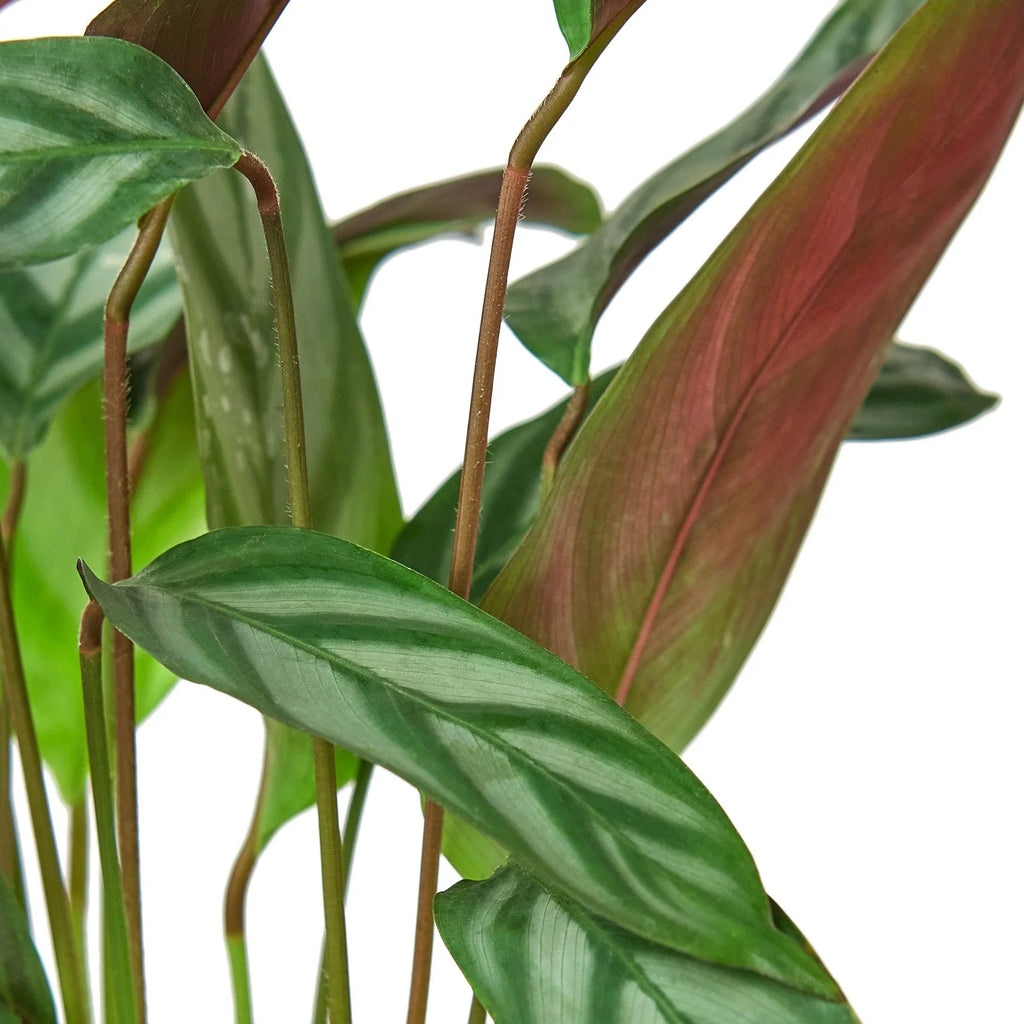 Calathea 'Grey Star' - Holiday Corner