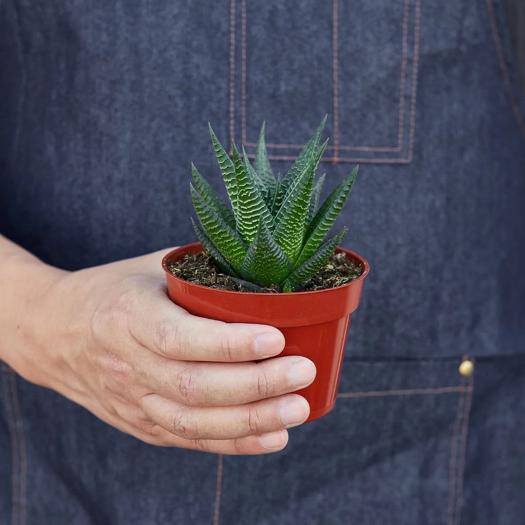 Fairy Washboard Haworthia - Holiday Corner