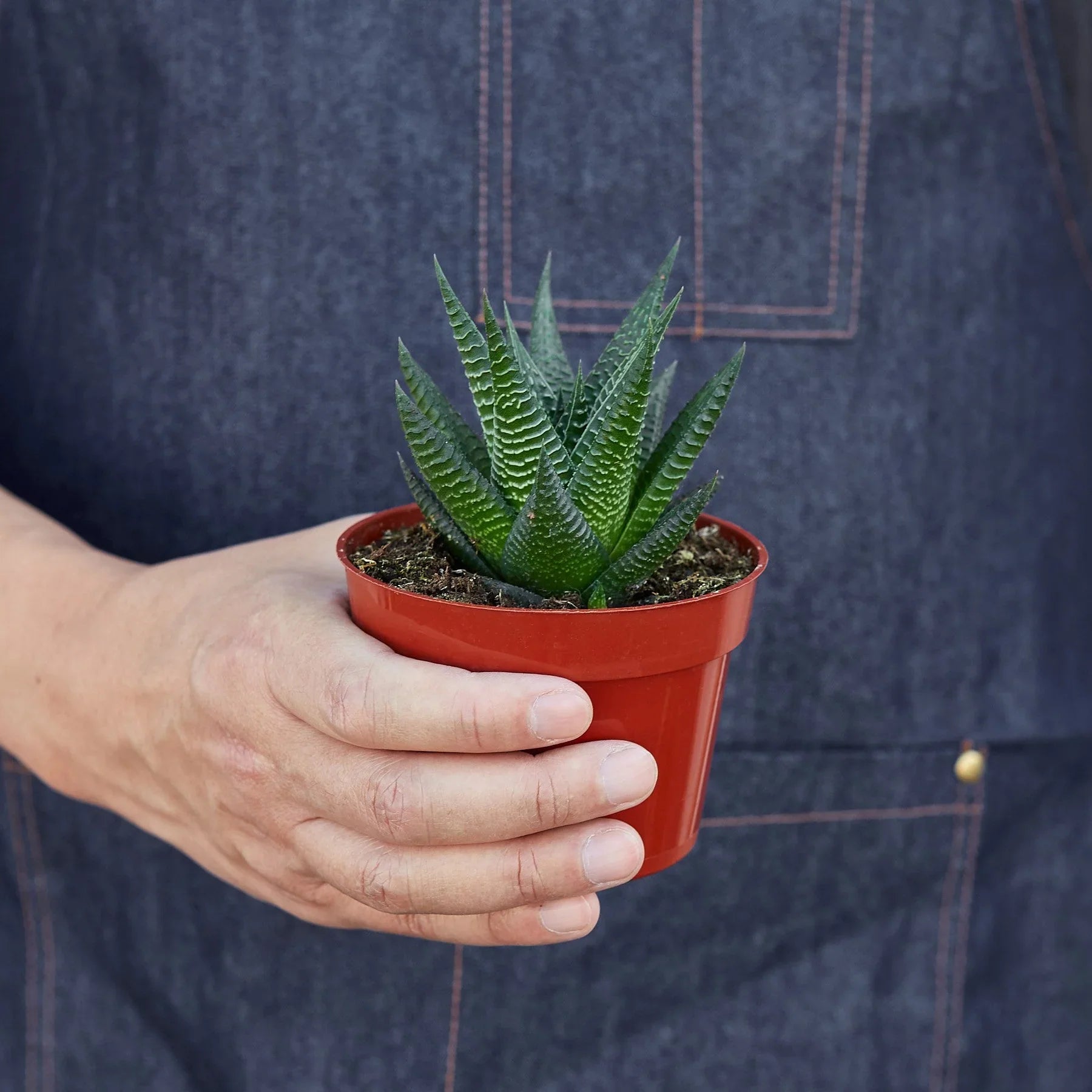 Fairy Washboard Haworthia - Holiday Corner