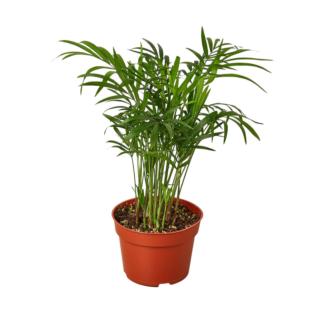 Parlor Palm - Holiday Corner