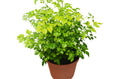 Radermachera 'China Doll' - 6" Pot - Holiday Corner