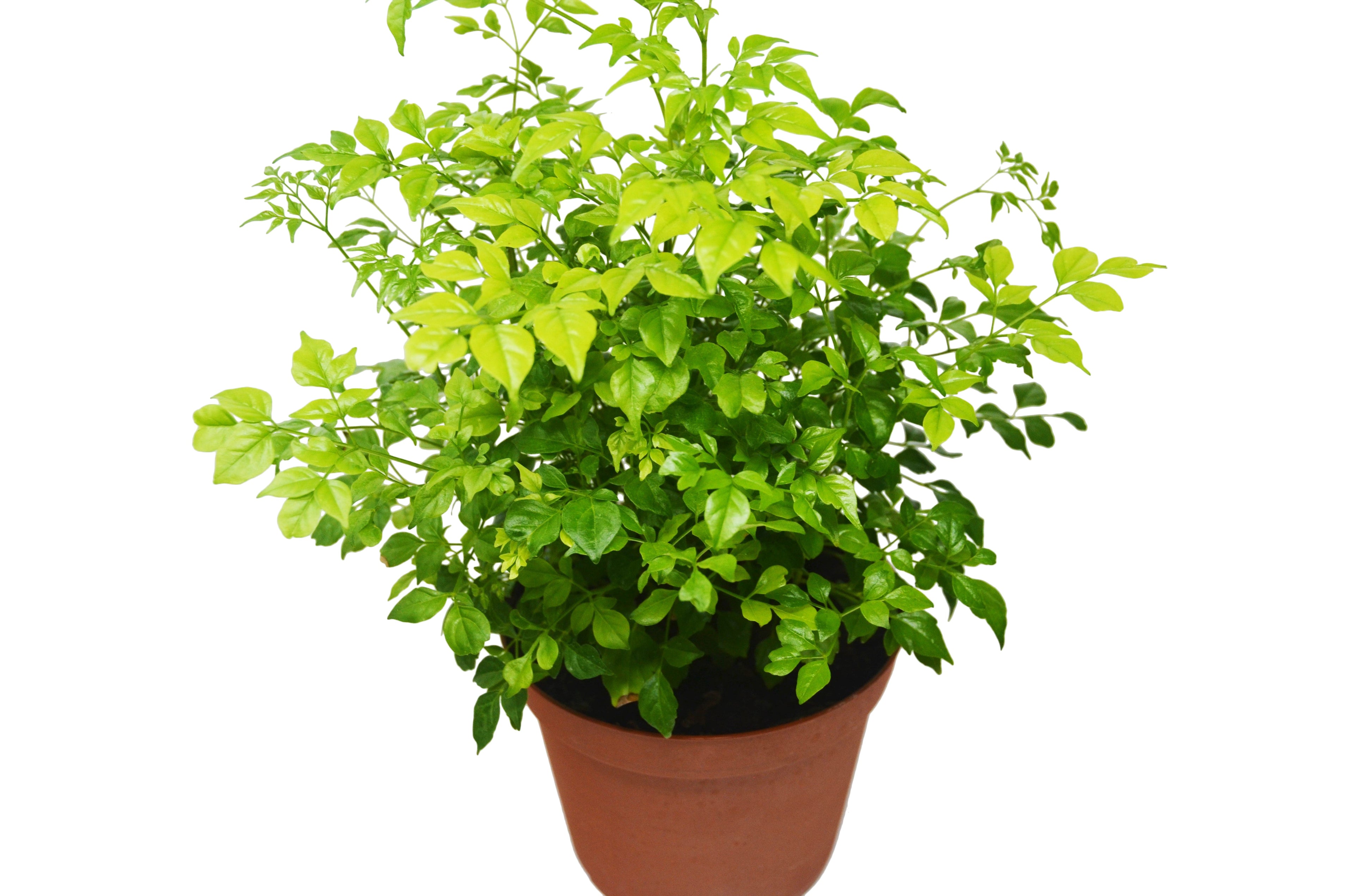 Radermachera 'China Doll' - 6" Pot - Holiday Corner