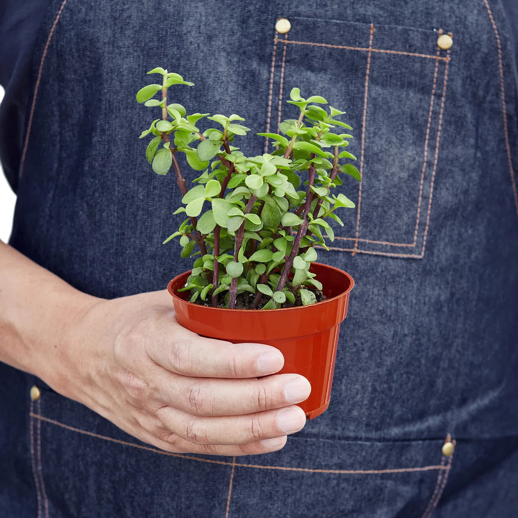 Succulent 'Elephant Bush' - Holiday Corner