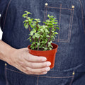 Succulent 'Elephant Bush' - Holiday Corner