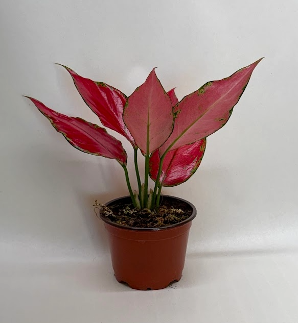 Chinese Evergreen 'Ruby Garuda' - Holiday Corner