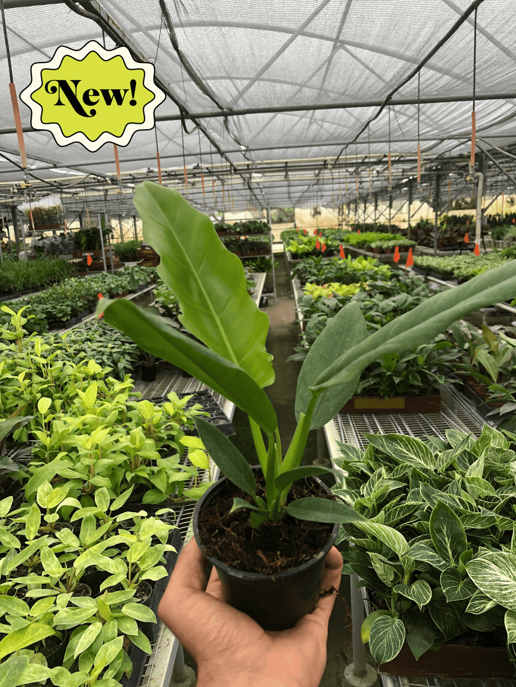 Philodendron 'Narrow Escape' - Holiday Corner