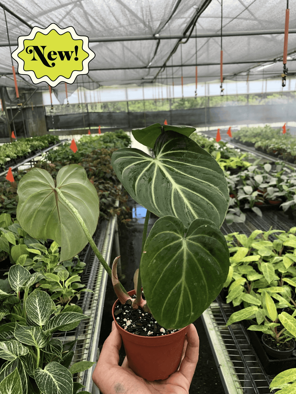 Philodendron Gloriosum - Holiday Corner