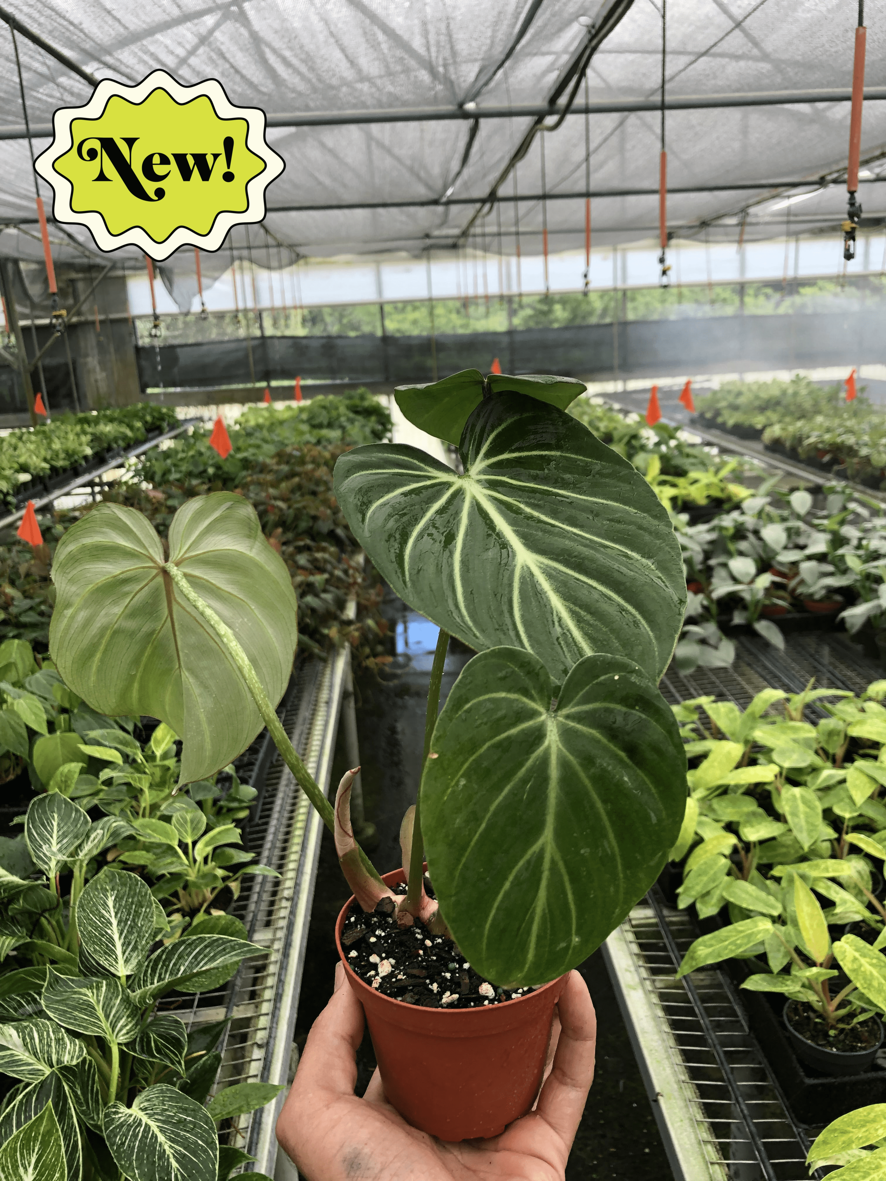 Philodendron Gloriosum - Holiday Corner