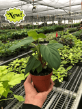 Philodendron 'Fuzzy Petiole' - Holiday Corner