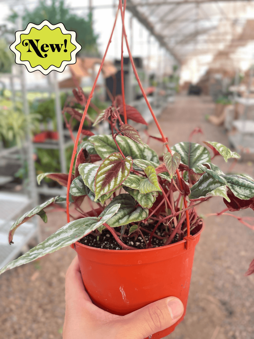 Begonia Rex Vine - 6" Pot - Holiday Corner
