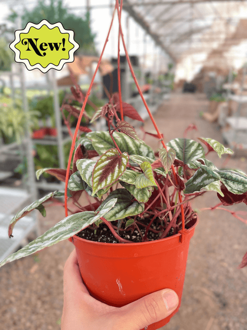 Begonia Rex Vine - 6" Pot - Holiday Corner