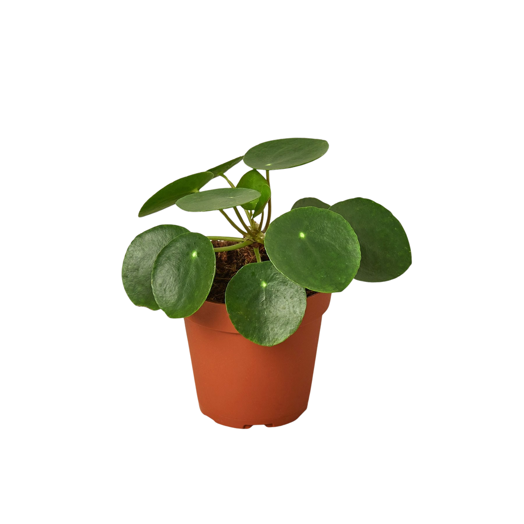 Pilea Peperomioides 'Chinese Money' - Holiday Corner