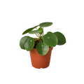 Pilea Peperomioides 'Chinese Money' - Holiday Corner