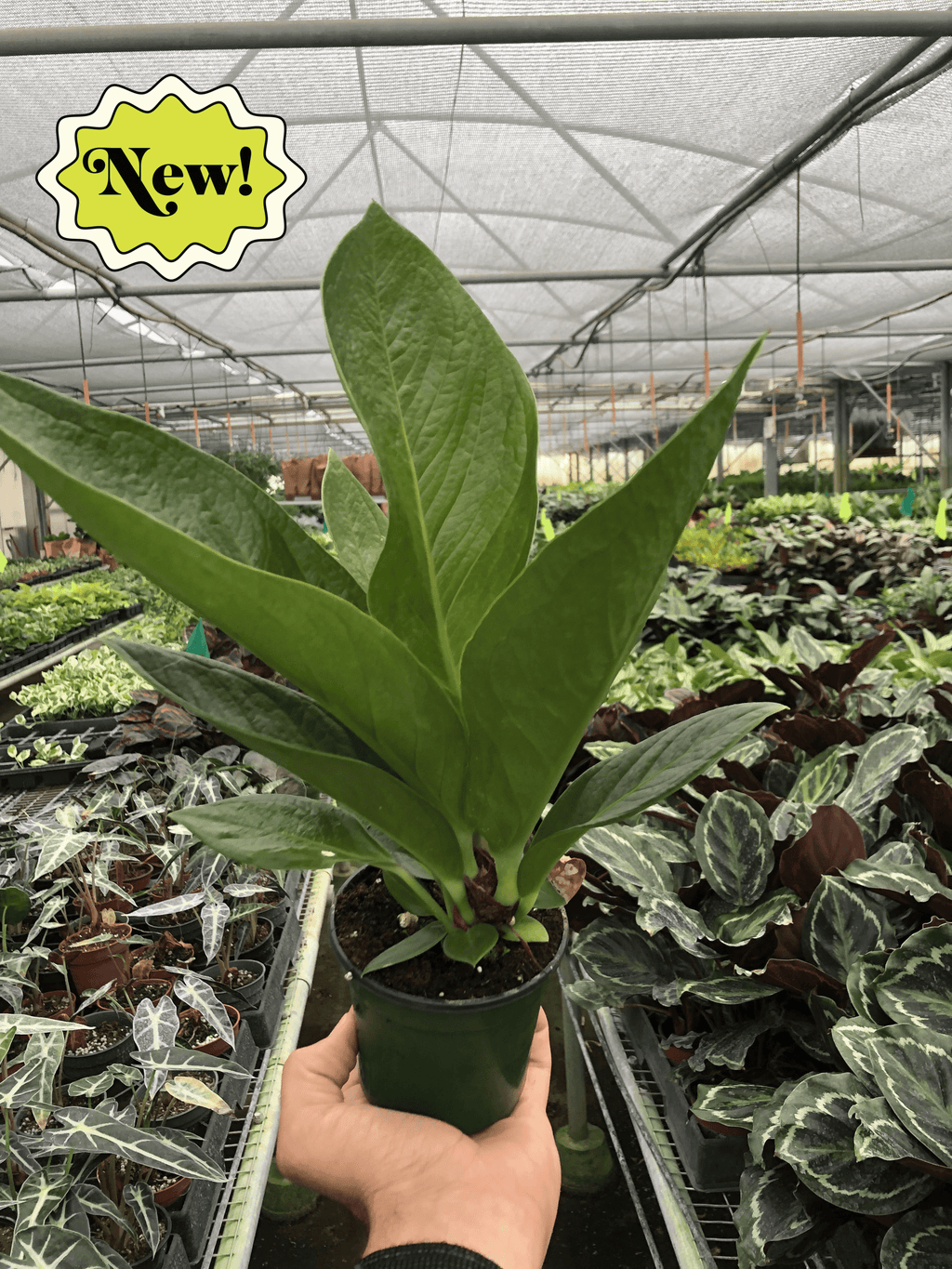 Anthurium 'Cobra' - Holiday Corner