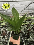 Anthurium 'Cobra' - Holiday Corner