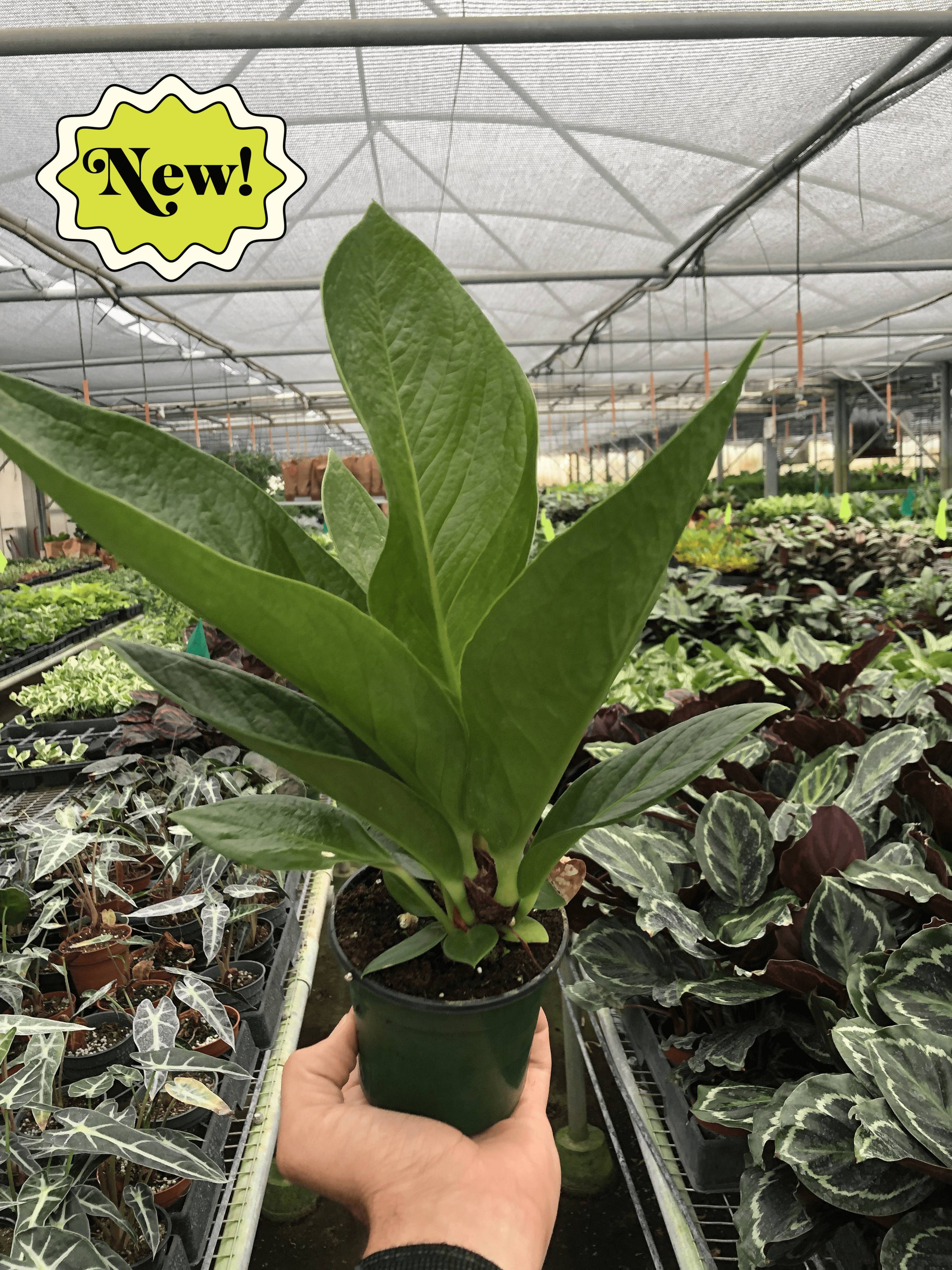 Anthurium 'Cobra' - Holiday Corner