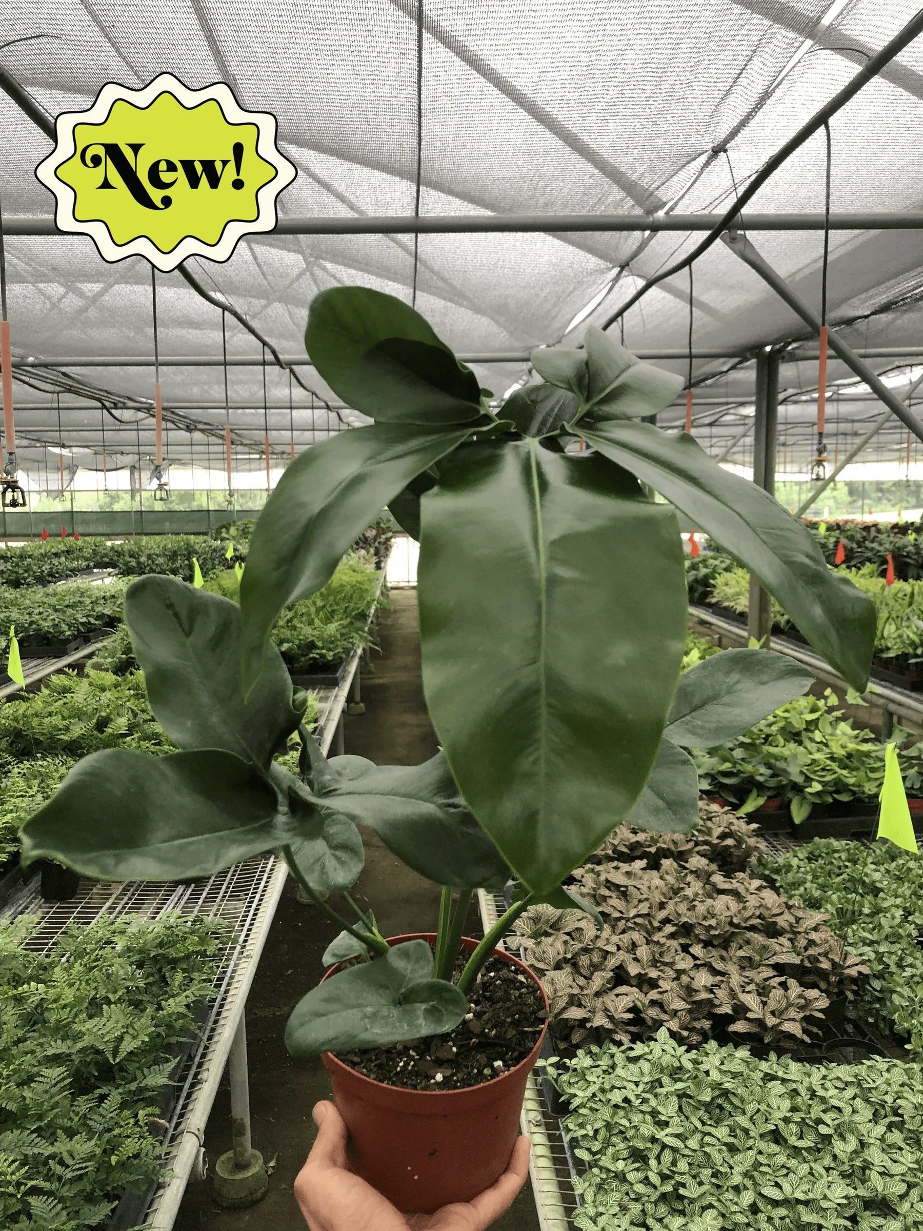 Philodendron 'Goeldii' - Holiday Corner
