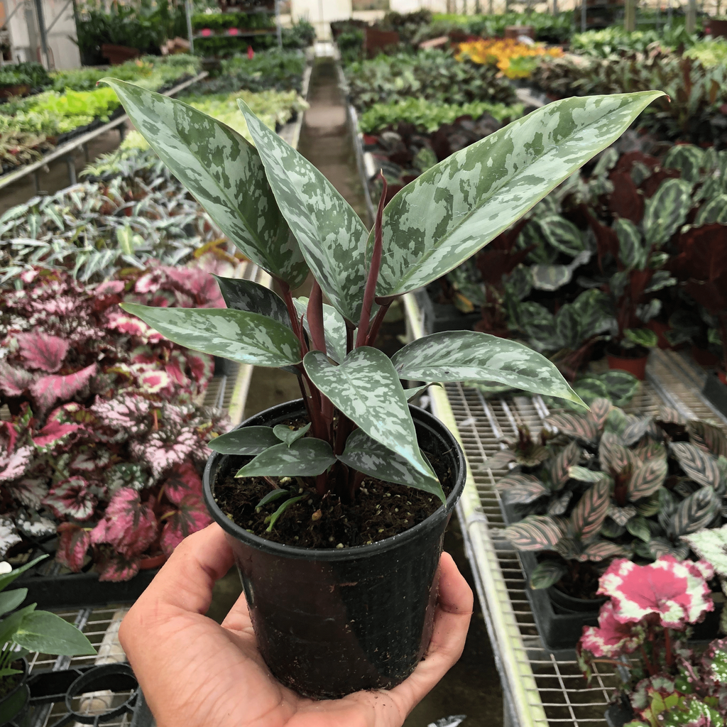 Apoballis 'Purple Sword' - Holiday Corner