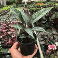 Apoballis 'Purple Sword' - Holiday Corner