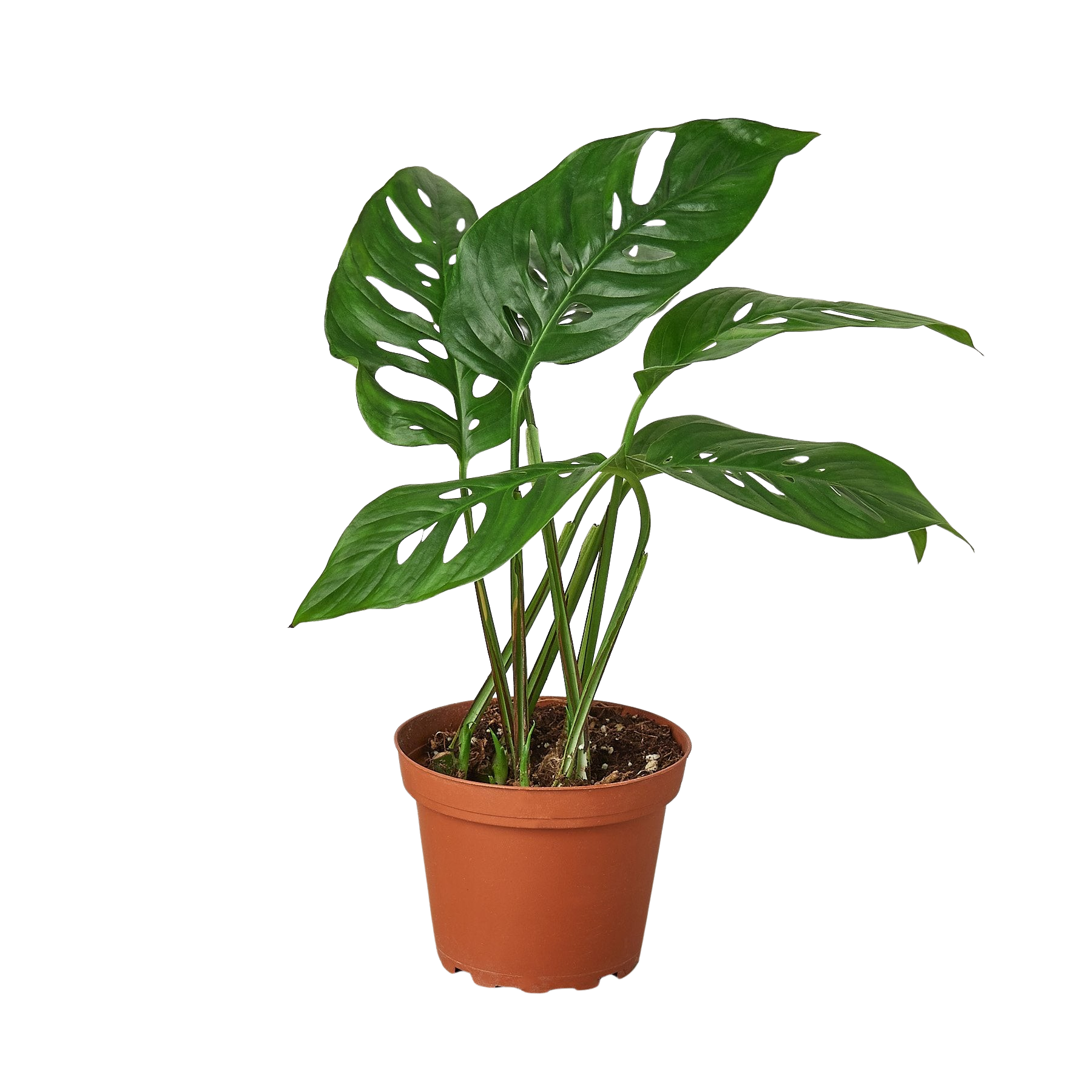 Monstera Adansonii 'Swiss Cheese' - Holiday Corner