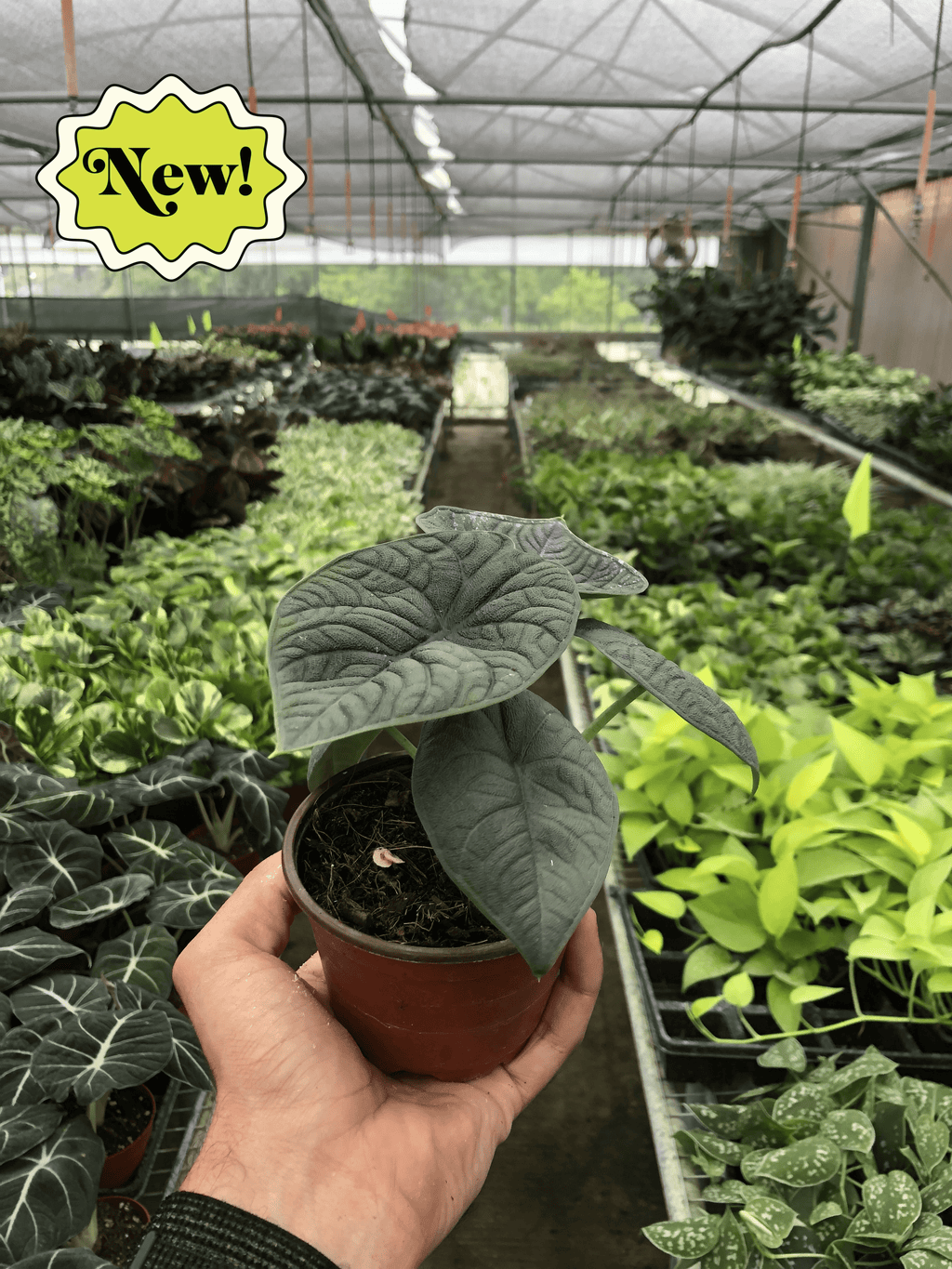Alocasia 'Melo' - Holiday Corner